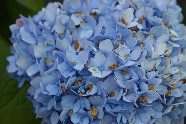 hortenzija, zila, puķe, ziedlapas, Bloom, daba, augu