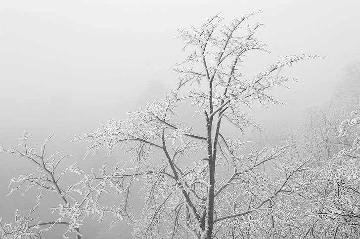 Chine, Anhui, Huangshan, hiver, neige, plante