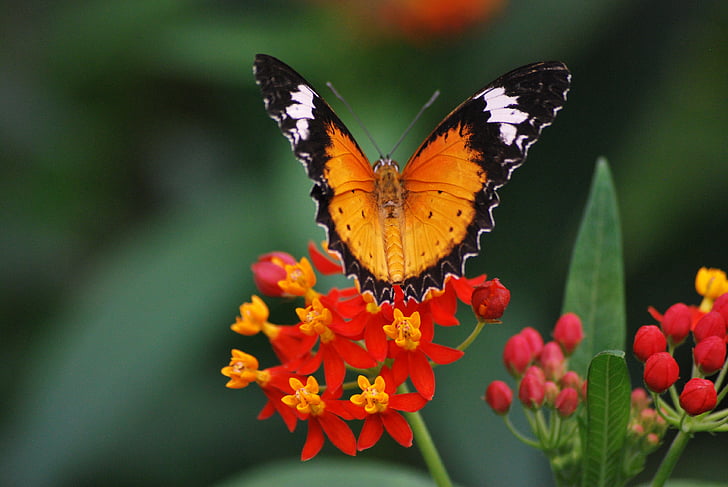 sommerfugl, natur, Wildlife, insekt, skønhed, farverige, blomst