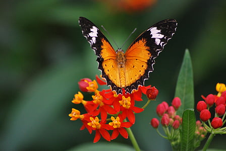 papillon, nature, faune, insecte, beauté, coloré, fleur
