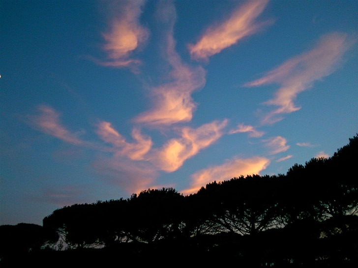 núvol, cel, posta de sol, arbre, capvespre, nit, cel de nit