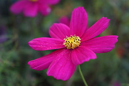 Cosmos, λουλούδι, ροζ, το καλοκαίρι, φυτό