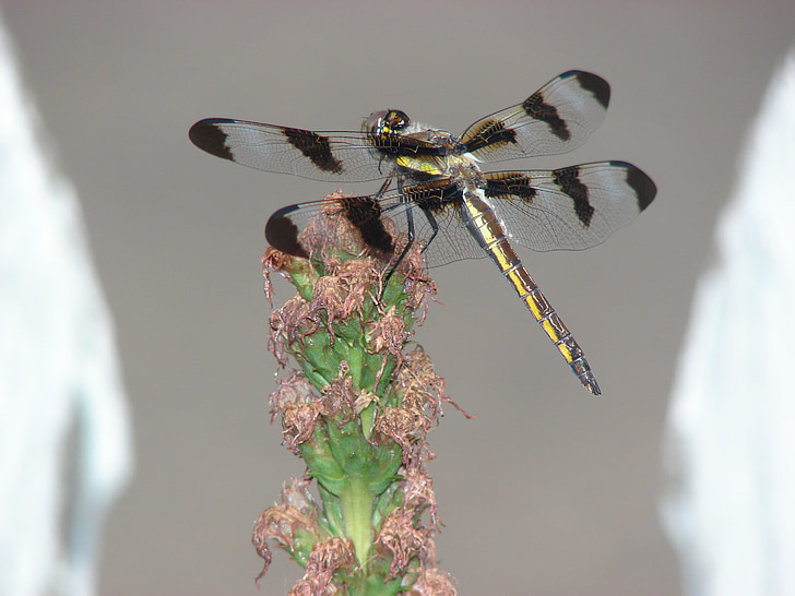 Dragonfly, krila, insektov, narave, bug, prosto živeče živali