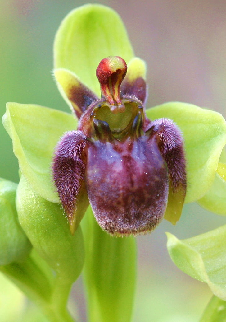 Ophrys, bombiliflora, květ, Příroda, závod, detail