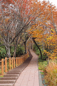 autumn, park, path, forest, woods, mountain, scenery