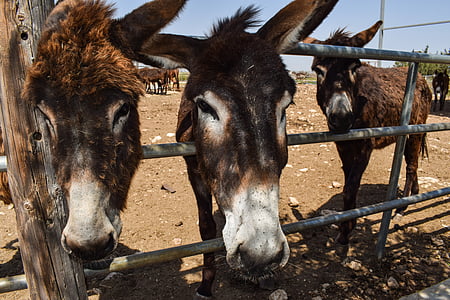 burros, curioso, engraçado, fazenda de burro, animal, Dasaki achna, Chipre