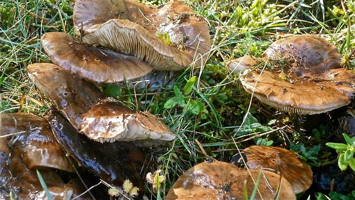 грибы, грибы, лес, Природа, Гриб, Осень, Гриб