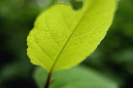Leaf, zaļa, zaļas lapas, meža, fiziska, bladåre