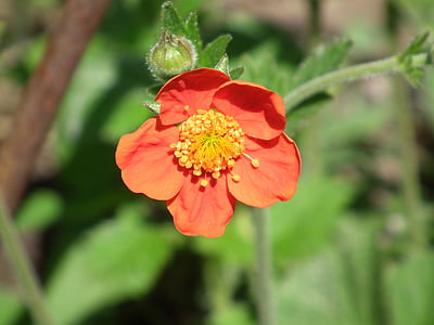 flower, red, orange, flowers, decorative, ornamental plant, garden flower