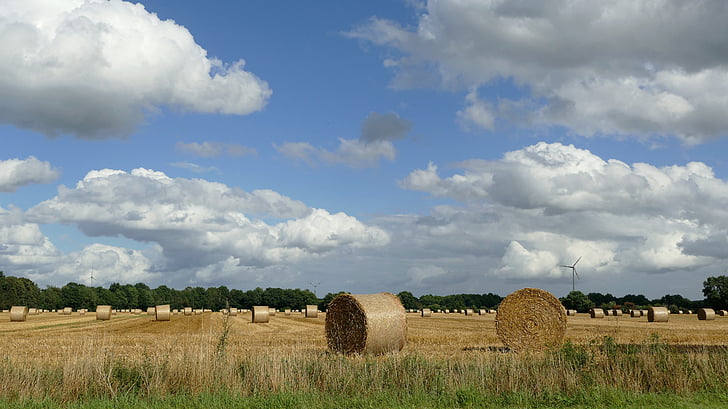 hay, harvest, dried grass, straw bales, winter feed, field, agriculture