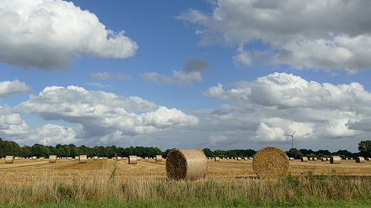 hay, harvest, dried grass, straw bales, winter feed, field, agriculture