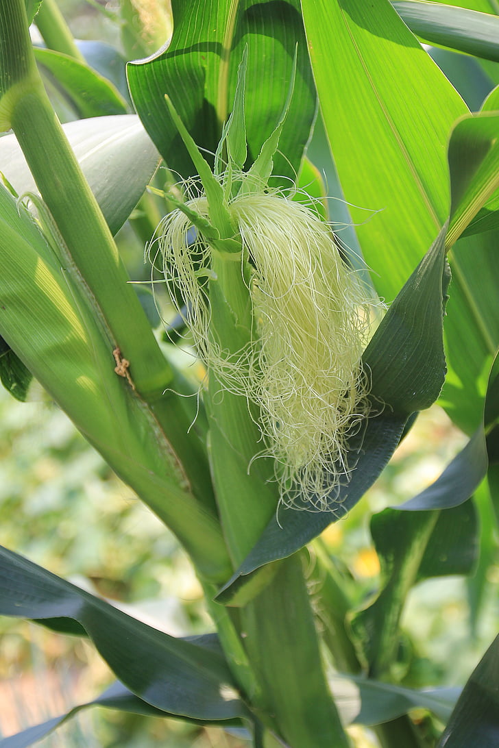 corn stalks, corn ear, corn silk, maize, corn, agriculture, green
