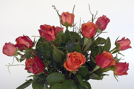 τριαντάφυλλα, το τριαντάφυλλο, λουλούδια, κόκκινο, πορτοκαλί, πράσινο, λουλούδι