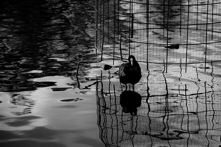 fågel, reflektion, svart och vitt, BW, vatten, naturen, sjön