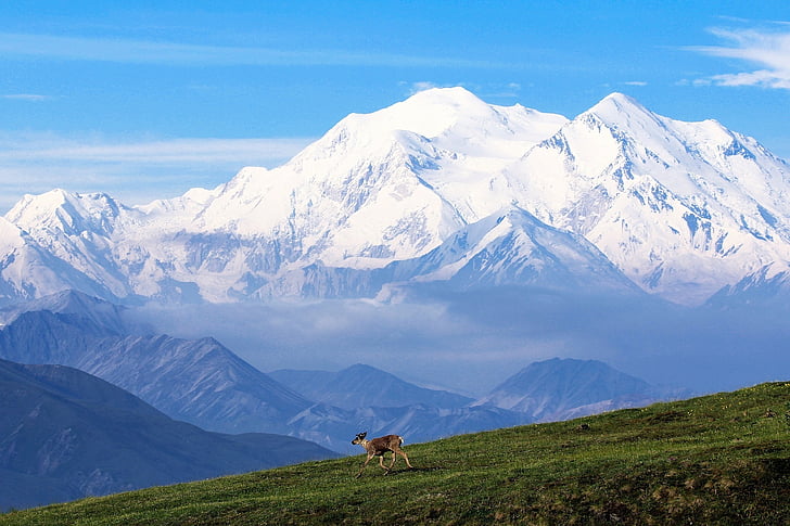 Ren geyiği, dağ, kar, manzara, vahşi hayat, Denali Milli Parkı koru, Alaska