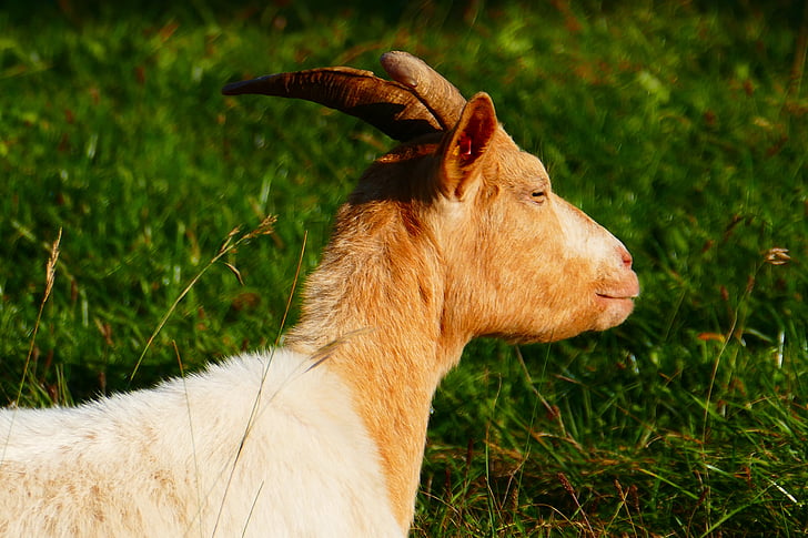 goat, animal, domestic goat, horns, livestock, mammal, horned