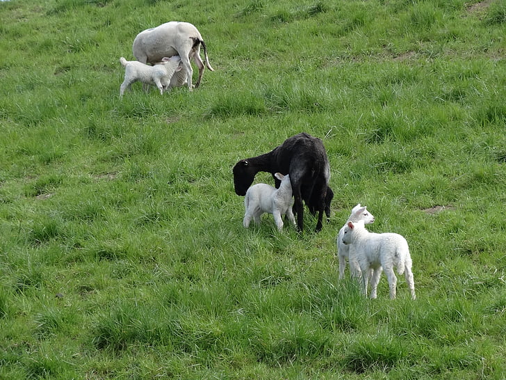 lambs, sheep, mammals, frolic, netherlands, young, cattle