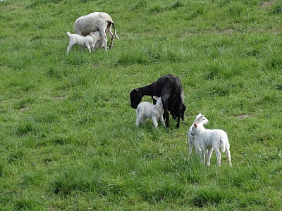 lammen, fåren, däggdjur, Frolic, Nederländerna, unga, nötkreatur