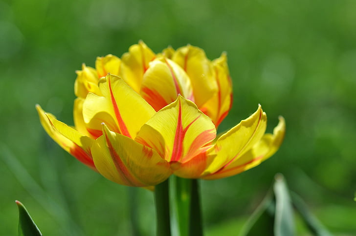 Tulipán, květ, květ, Bloom, Krásné, závod, Jarní květina