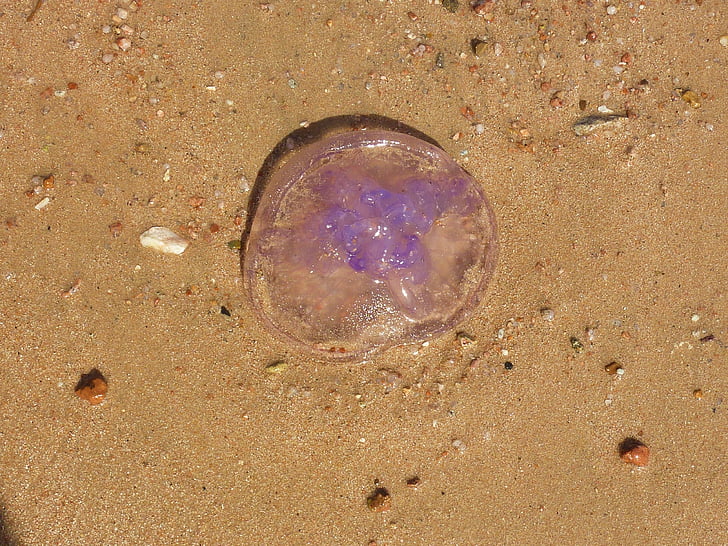 jellyfish, marine life, beach, purple, egypt