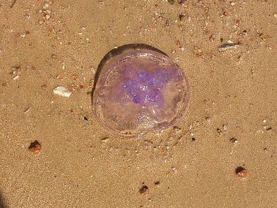 水母, 海洋生命, 海滩, 紫色, 埃及