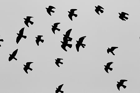 silhouet, vogels, wit, wolken, dieren, vlucht, vliegen