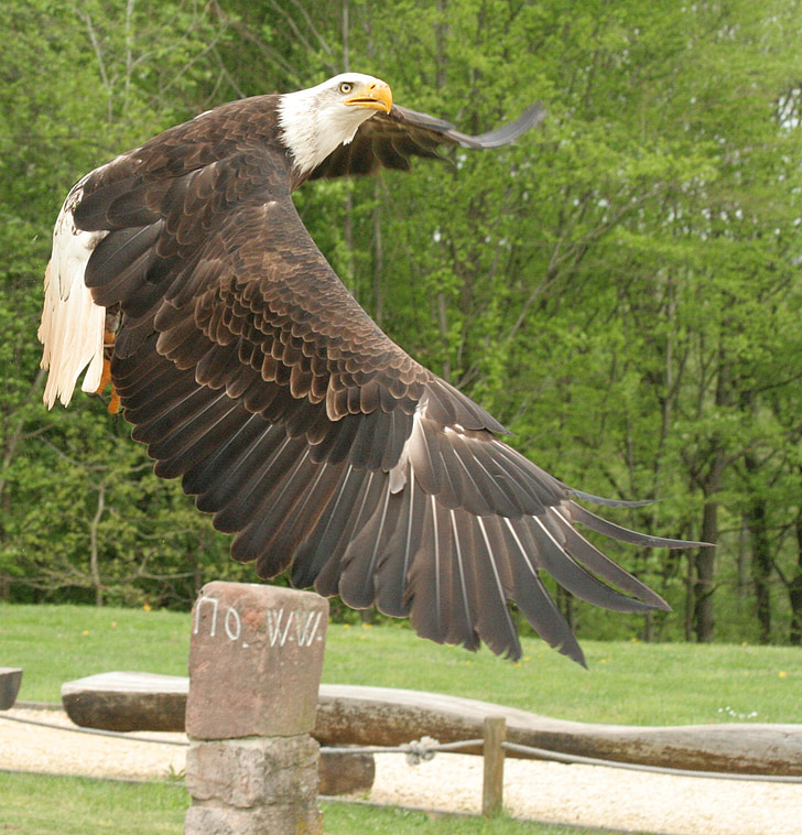 Adler, păsări răpitoare, pasăre, animale, închide, zbor, animale