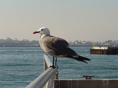 Seagull, mås, uppflugen, tittar just nu, hamnen, Bay, havet