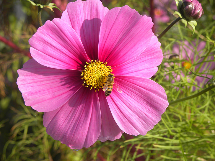 blomst, pollen, Bee, insekt, natur, gul, forår