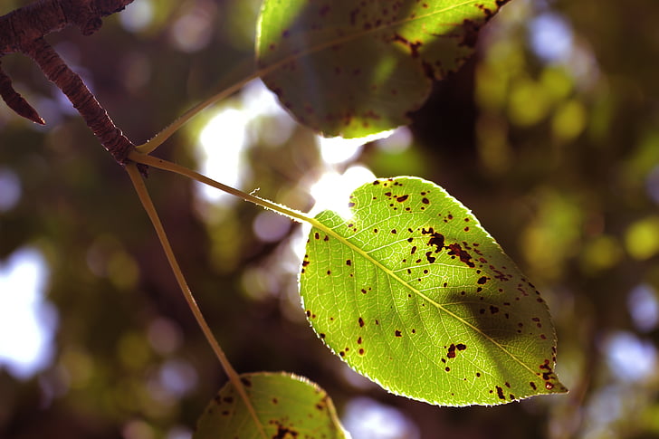 grönt blad, Leaf, Pear blad, våren blad, närbild, grön färg, fokus på förgrunden