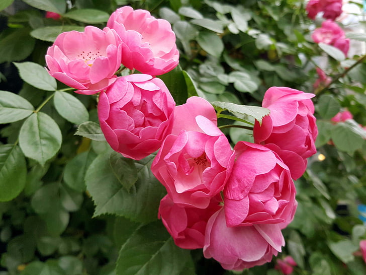 rose, pink, nature, plant, petal, red, flower