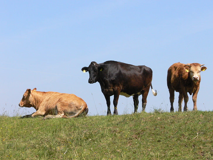 Kühe, amdorf, Ostfriesland