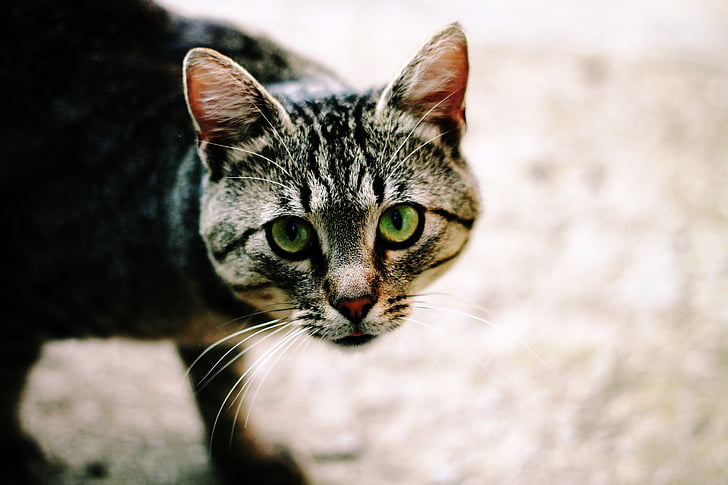 котенок, кошка, Домашние животные, Улица, Бездомные, зеленые глаза, állatportré