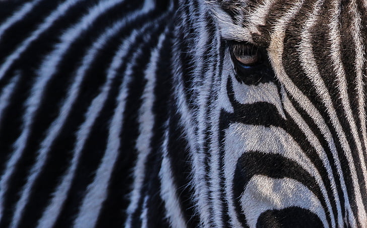 Zebra, Zoo, nature, tête, noir et blanc, l’Afrique, rayé