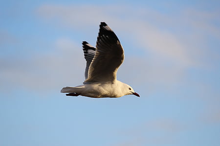 gray, feathered, bird, sky, piha, seagull, feather