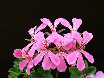 pelargonium, bloom, flower, floral, pink, pelargonium peltatum, ivy-leaf geranium
