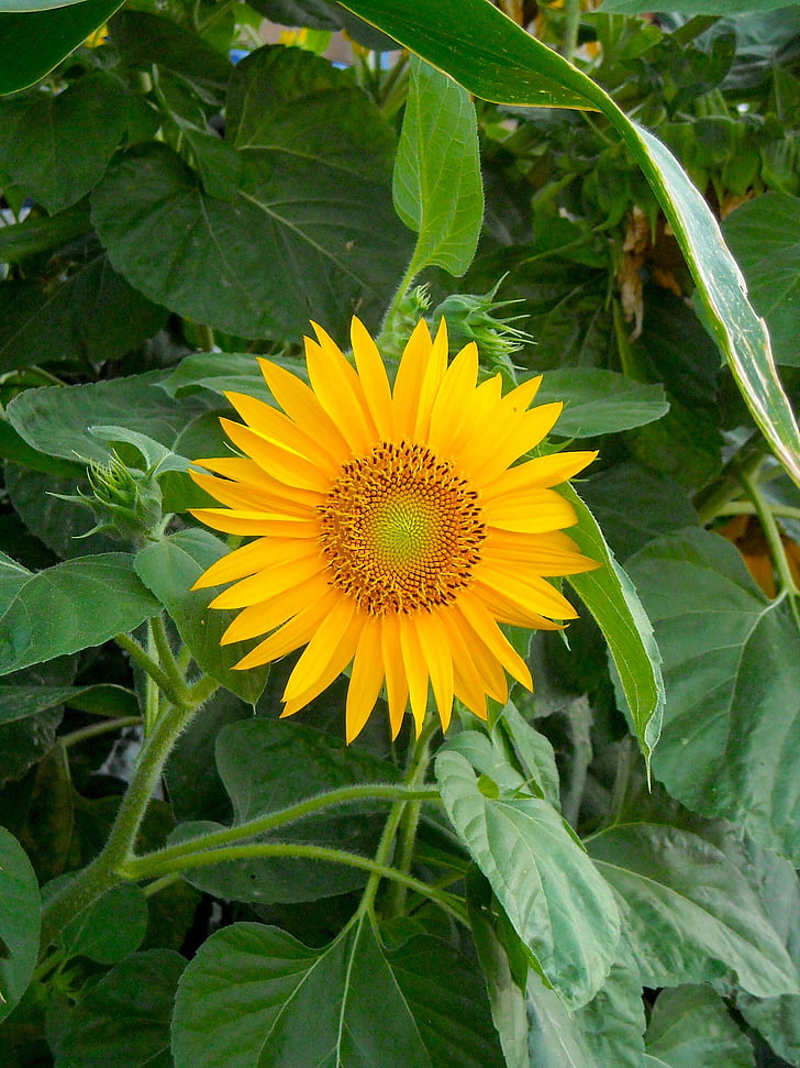 sunflower, flower, summer, sunflowers, flowers, green, nature