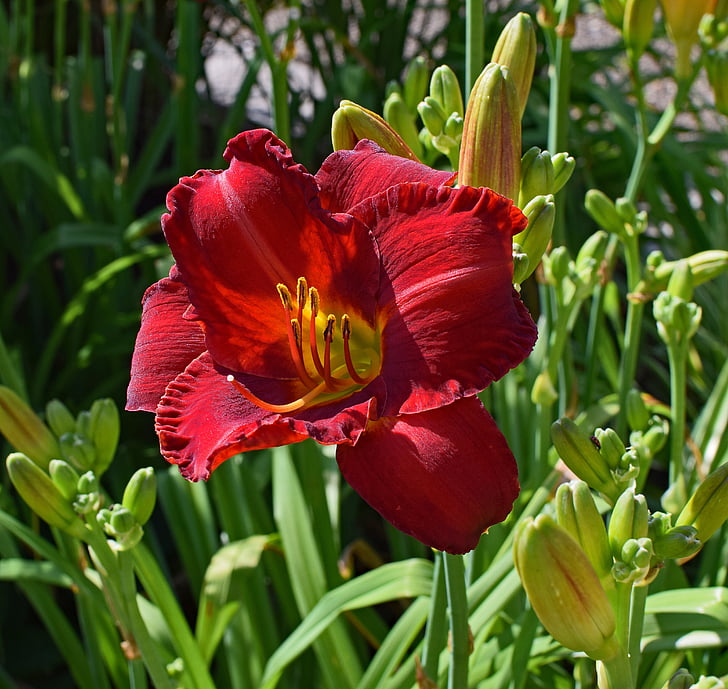 red-orange, daylily, lily, close-up, bud, flower, blossom