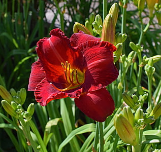 vermelho-laranja, daylily, lírio, close-up, broto, flor, flor