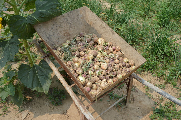 onions, harvest, pile, wheel barrel, farm, garden, organic