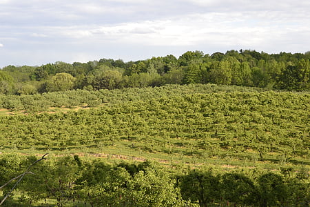 Orchard, bidang, hijau, musim panas, alam, pohon, pertanian