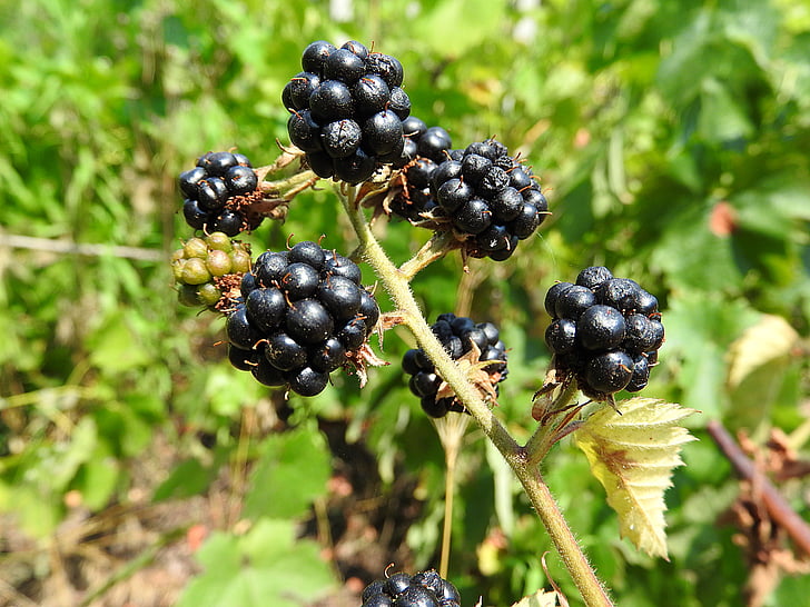 raspberries, fruit, berries, berry, close