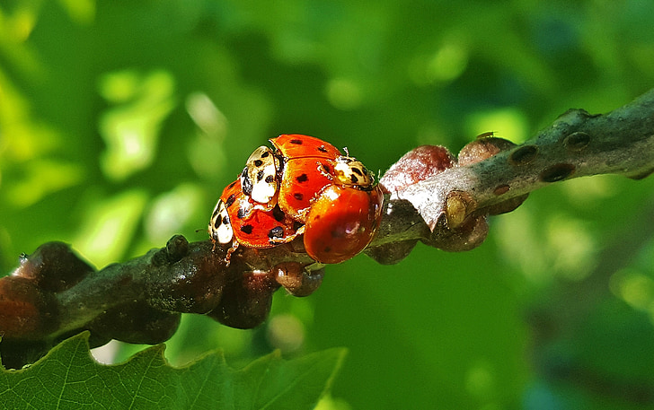 ladybug, ladybird, lady beetle, harlequin, beetle, bug, insect