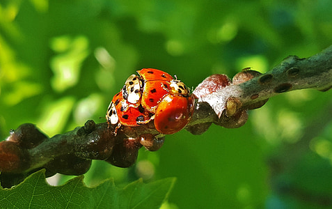 bọ rùa, Ladybird, Lady beetle, Harlequin, bọ cánh cứng, lỗi, côn trùng