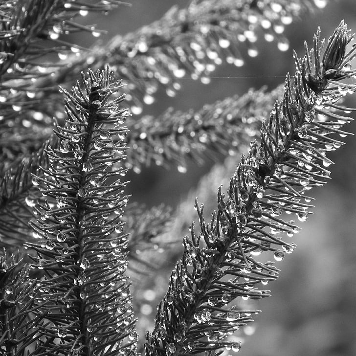 spruce, evergreen tree, dew, black and white, drops of water, needles, nature