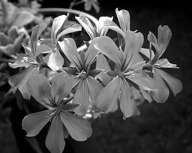 blomst, Geranium, svart, hvit, Sommer, kronblad, natur