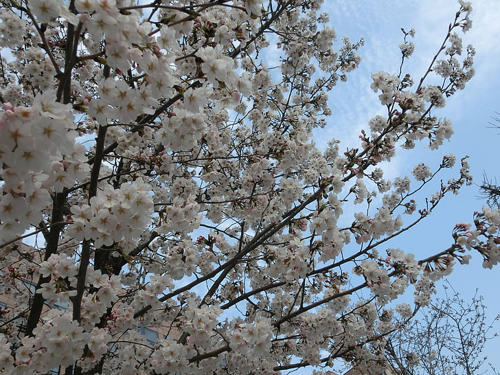 fiori di ciliegio, Priorità bassa, fiori, albero, tempo di primavera, natura, fiore