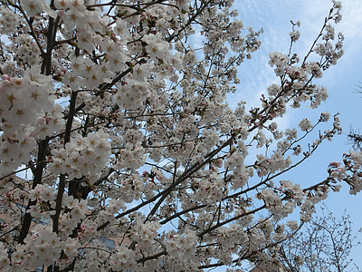 žydinčios japoniškos sakuros, fono, gėlės, medis, Pavasaris, Gamta, gėlė