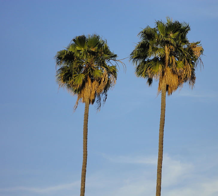 árboles de Palma, tropical, árboles, Playa, Palma, verano, viajes