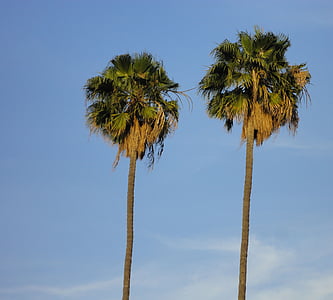 palme, tropska, stabla, plaža, dlan, ljeto, putovanja